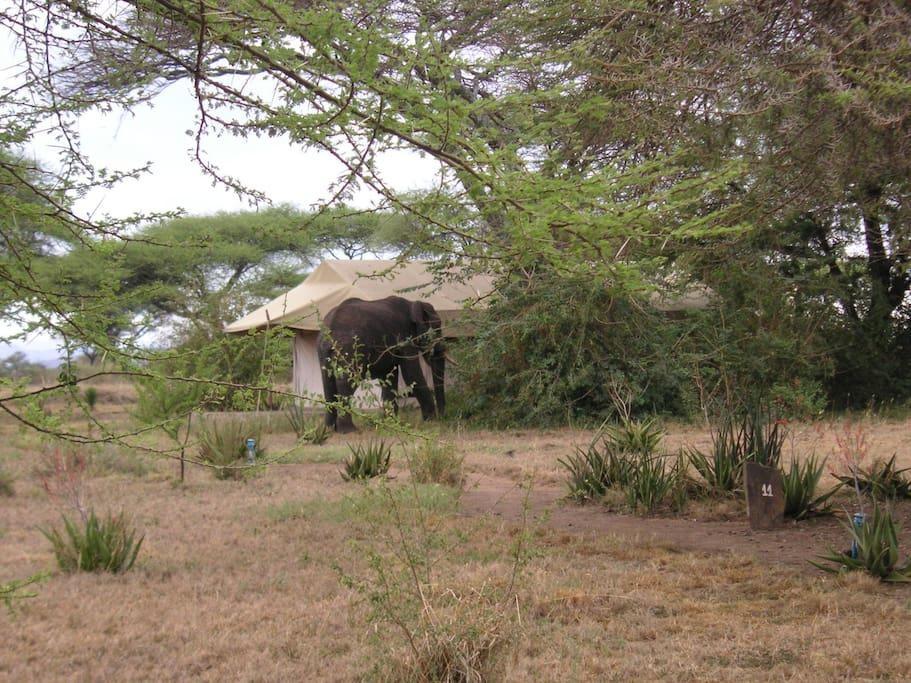 Mapito Tented Camp Serengeti Exterior foto